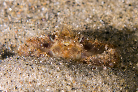 Malacoplax californiensis (California Burrowing Crab)