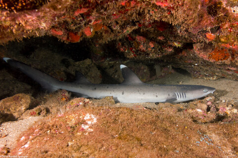 Triaenodon obesus (Whitetip Reef Shark)