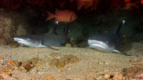 Triaenodon obesus (Whitetip Reef Shark)