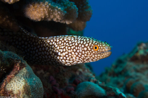 Gymnothorax meleagris (Whitemouth Moray)