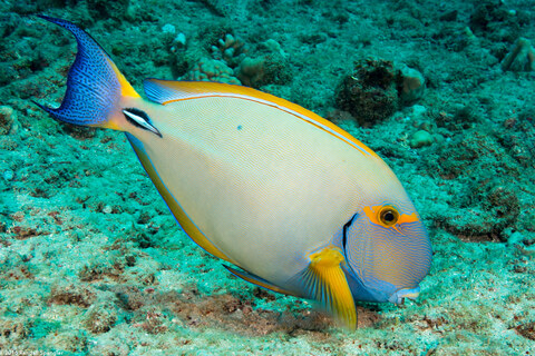 Acanthurus dussumieri (Eyestripe Surgeonfish)
