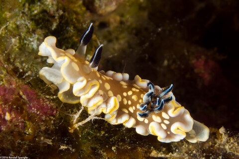 Ardeadoris tomsmithi (Tom Smith's Nudibranch)