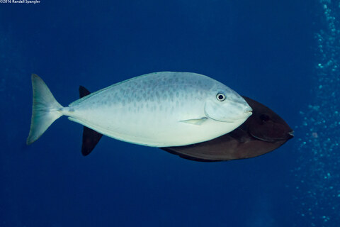Naso caesius (Gray Unicornfish)