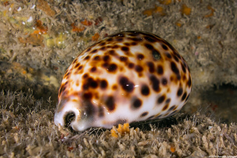 Cypraea tigris (Tiger Cowry)