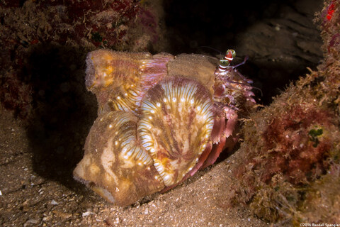 Calliactus polypus (Hermit Crab Anemone)