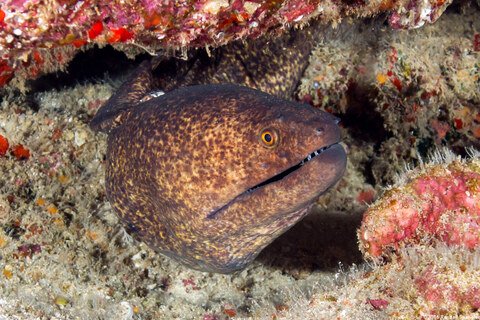 Gymnothorax flavimarginatus (Yellowmargin Moray)