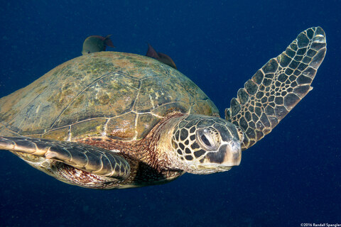 Chelonia mydas (Green Sea Turtle)