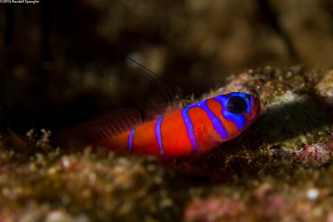 Lythrypnus dalli (Bluebanded Goby)