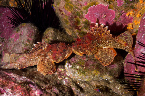 Scorpaena guttata (California Scorpionfish); Lip-locked.  Not sure if they're fighting or prepare to mate.  Can't tell with humans, either.