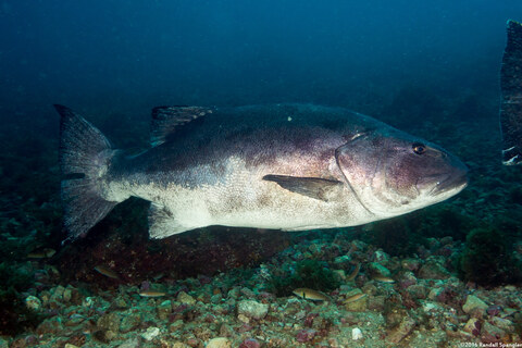Stereolepis gigas (Giant Sea Bass)