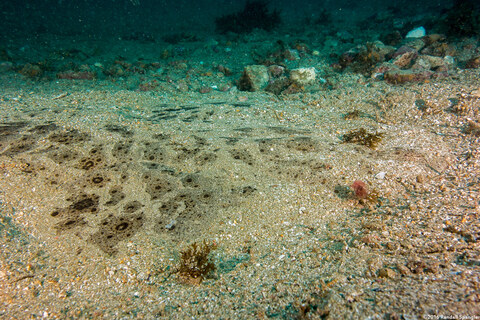 Squatina californica (Angel Shark)