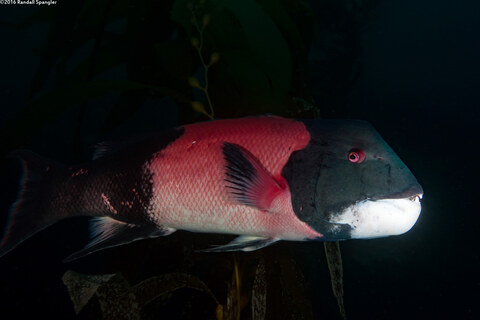 Semicossyphus pulcher (California Sheephead)