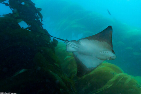 Myliobatis californica (Bat Ray)