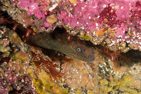 Gymnothorax mordax (California Moray)