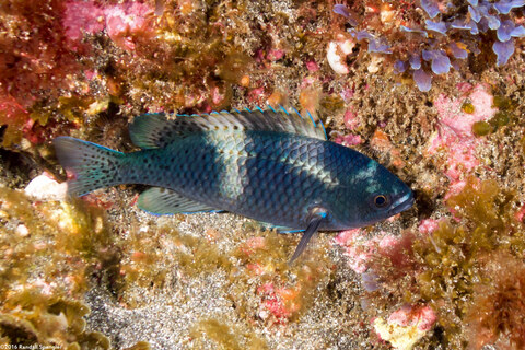 Chromis punctipinnis (Blacksmith)