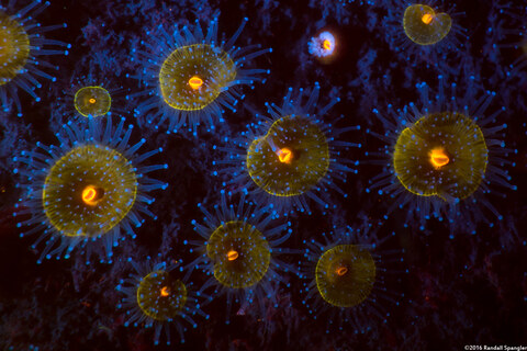 Corynactis californica (Club-Tipped Anemone)