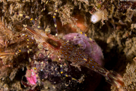 Pandalus danae (Dock Shrimp)