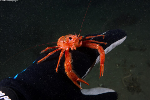 Pleuroncodes planipes (Pelagic Red Crab)