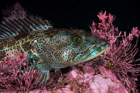 Ophiodon elongatus (Lingcod)