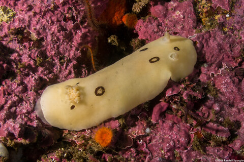Diaulula sandiegensis (San Diego Dorid)