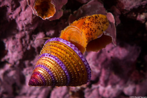 Calliostoma annulatum (Blue-Ring Top Snail)