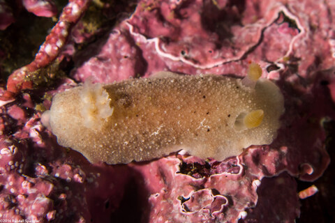 Geitodoris heathi (Heath's Dorid)