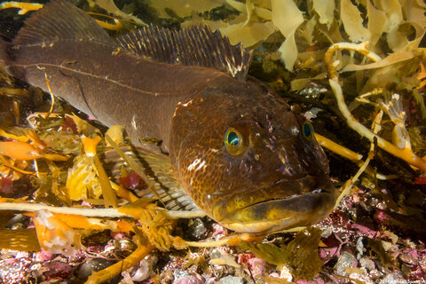 Ophiodon elongatus (Lingcod); Facial parasites