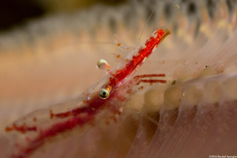 Heptacarpus tenuissimus (Slender Shrimp)