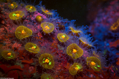 Corynactis californica (Club-Tipped Anemone)