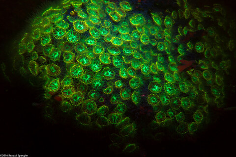 Astrangia haimei (Astrangia Haimei)