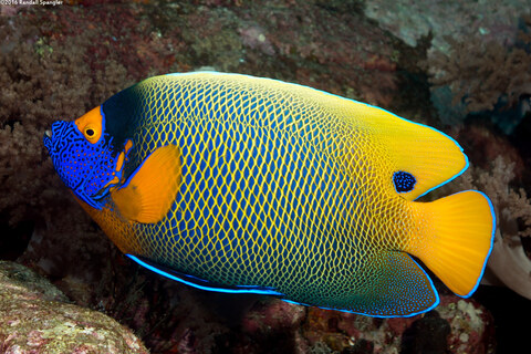 Pomacanthus xanthometopon (Yellow-Mask Angelfish)