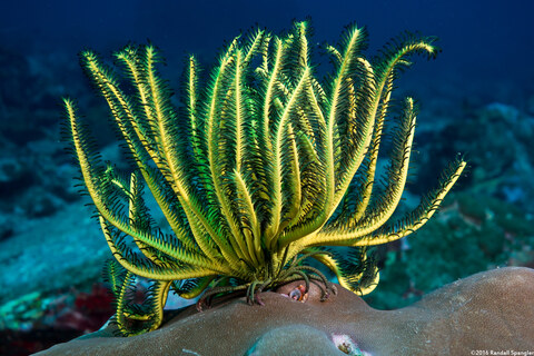 Anneissia bennetti (Bennett's Feather Star)