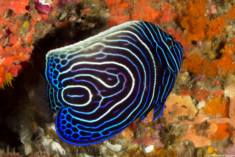 Pomacanthus imperator (Emperor Angelfish)