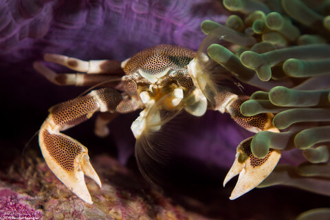 Neopetrolisthes maculatus (Spotted Porcelain Crab)