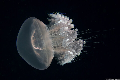 Crambione mastigophora (Rhizostome Jellyfish)