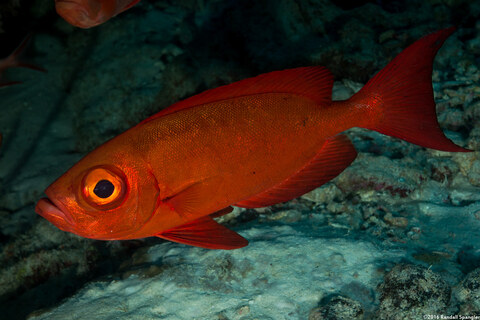 Priacanthus hamrur (Crescent-Tail Bigeye)