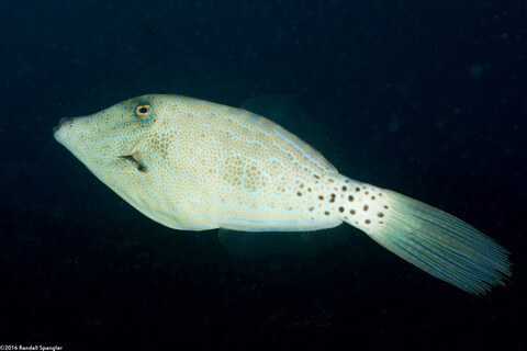 Aluterus scriptus (Scrawled Filefish)