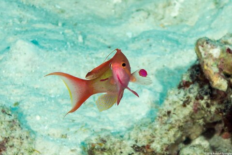 Pseudanthias squamipinnis (Scalefin Anthias)