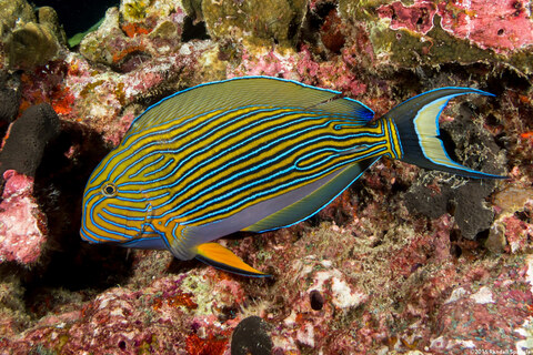 Acanthurus lineatus (Striped Surgeonfish)