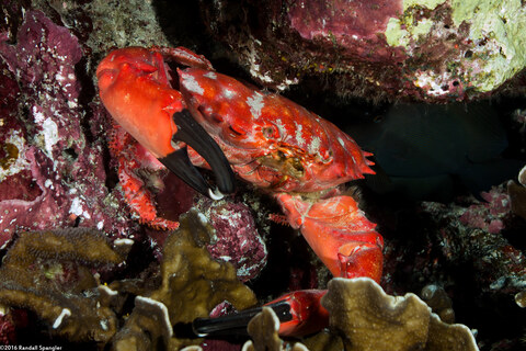 Etisus splendidus (Splendid Red Spooner Crab)