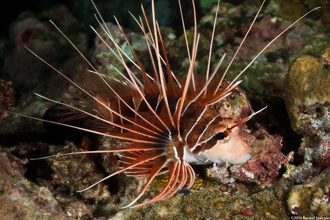Pterois radiata (Clearfin Lionfish)