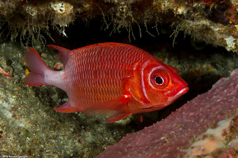 Sargocentron caudimaculatum (Tailspot Squirrelfish)