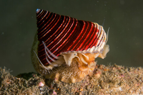 Calliostoma canaliculatum (Channeled Top Snail)