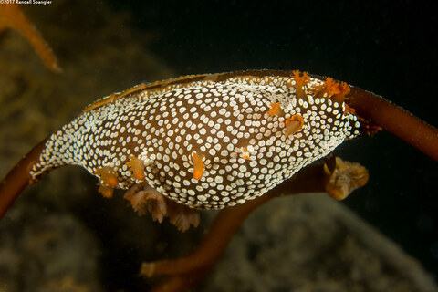 Triopha maculata (Spotted Triopha)