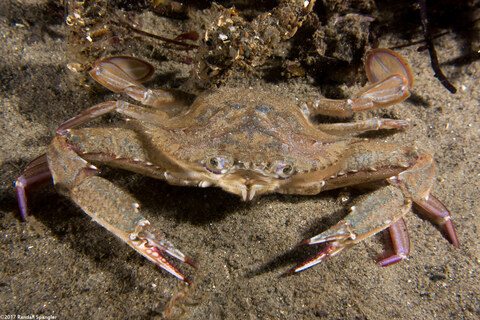 Achelous xantusii (Xantus' Swimming Crab)