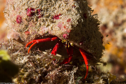 Paguristes cadenati (Red Reef Hermit Crab)