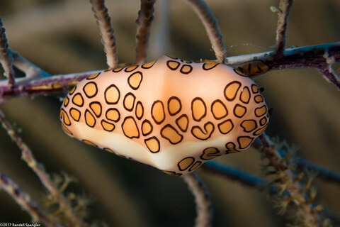 Cyphoma gibbosum (Flamingo Tongue)