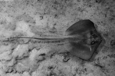 Hypanus americanus (Southern Stingray)