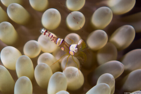 Thor amboinensis (Squat Shrimp)