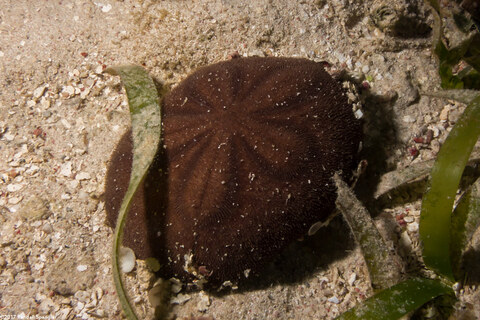 Clypeaster rosaceus (Inflated Sea Biscuit)